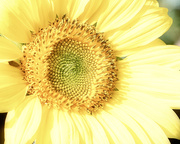 16th Sep 2019 - Sunny Day Sunflower