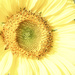 Sunny Day Sunflower by gardencat
