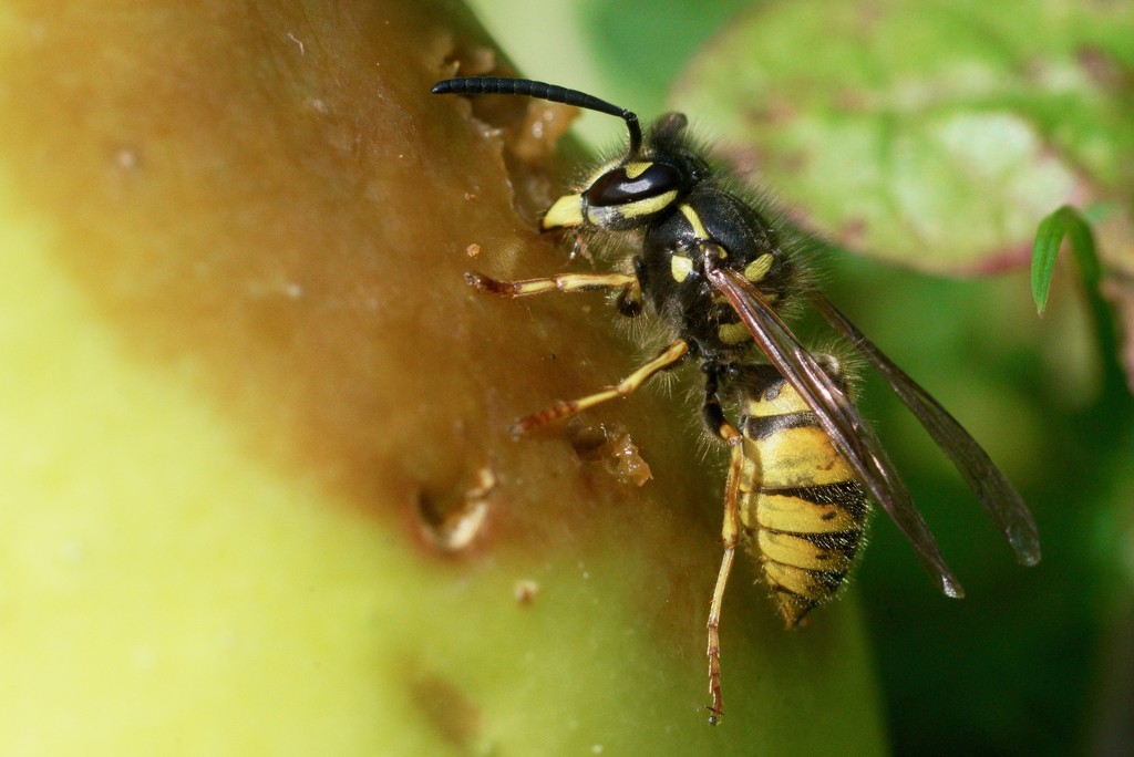 AN APPLE A DAY KEEPS THE WASPS WELL AWAY by markp