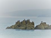 16th Sep 2019 - Cormorants in the mist
