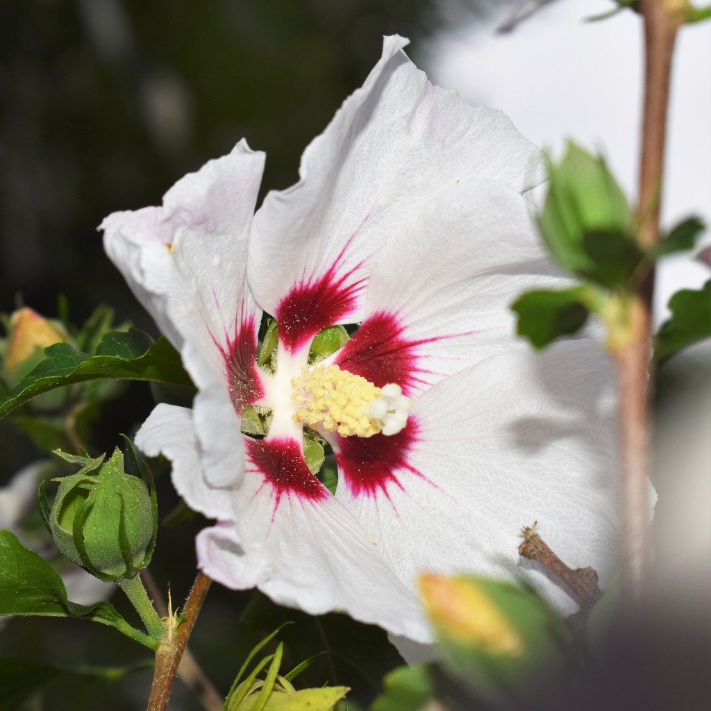 Rose of Sharon  Althea by sandlily