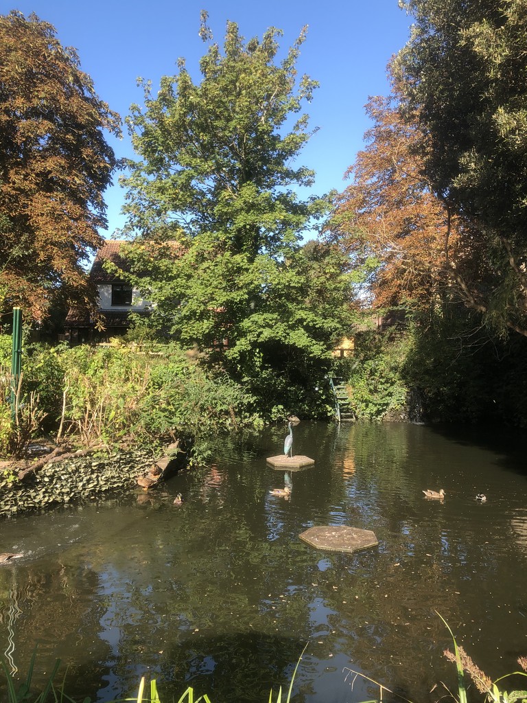 Sunday Morning At The Duck Pond by davemockford