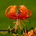 Tigerlilje ( Lilium lancifolium ) by elisasaeter