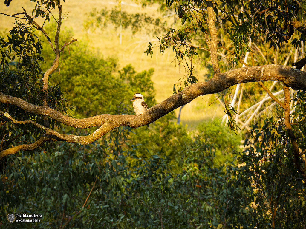 golden hour by koalagardens