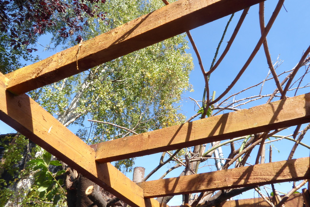 Painting the pergola by speedwell
