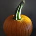 Pumpkins! Ready To Pick by paintdipper