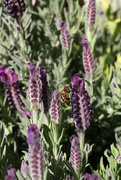 16th Sep 2019 - purple bee