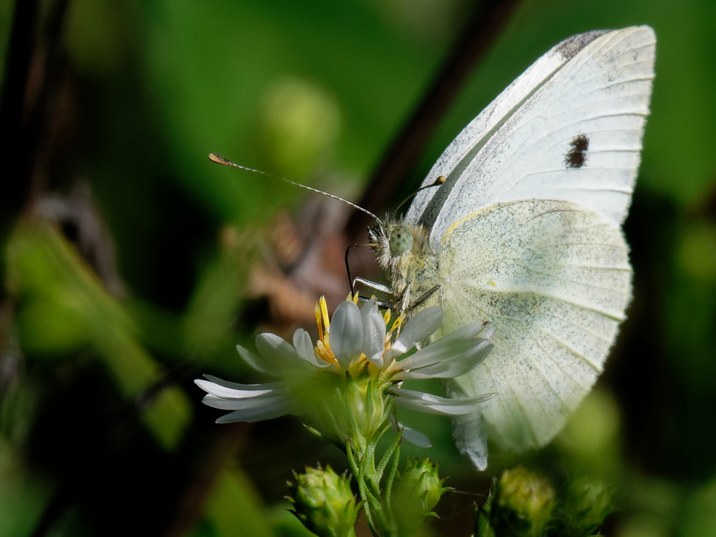 cabbage butterfly by rminer