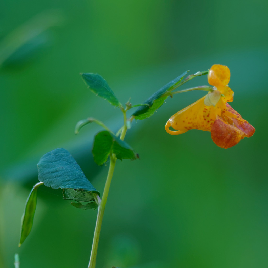 jewelweed by rminer