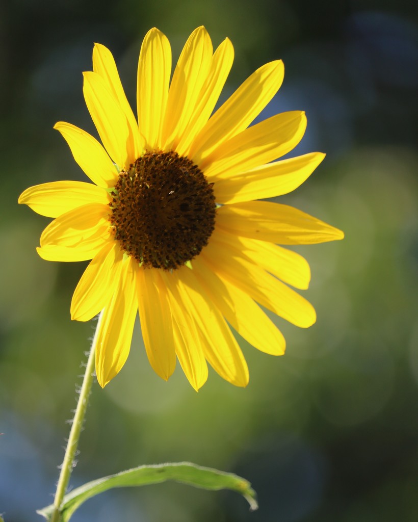 September 12: Sunflower by daisymiller