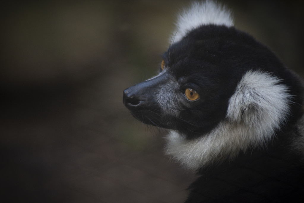 Lemur by nickspicsnz