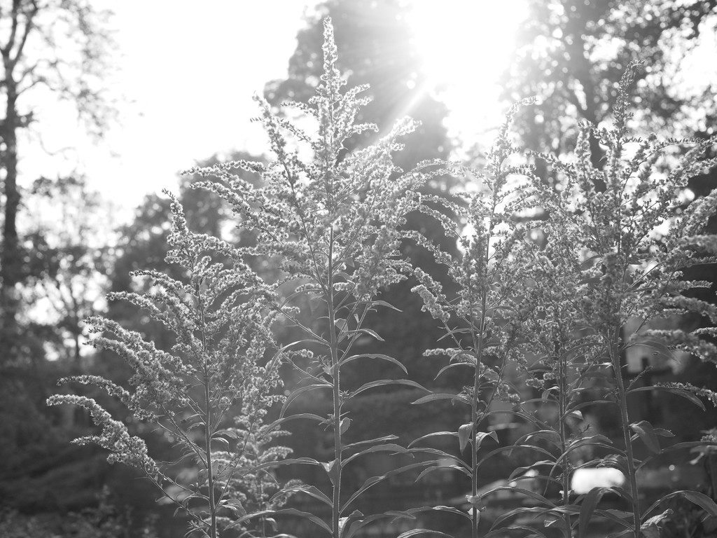 Goldenrod by haskar