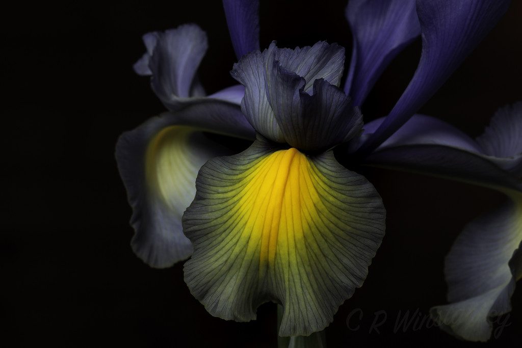 Iris 1 by kipper1951