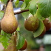 A Fine Pear by davemockford