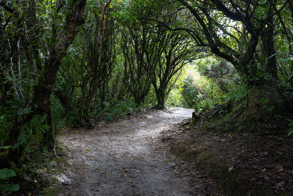 Path to my hill by yaorenliu