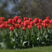 Tulips by gosia