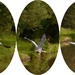 Heron collage by ziggy77