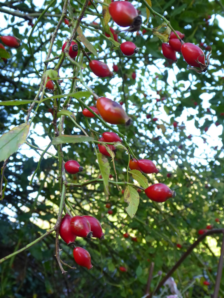 rose hips in the sunshine by snowy