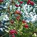 rose hips in the sunshine by snowy