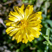 Pretty Wild Flower by pcoulson