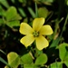 Pretty Yellow Weed ~  by happysnaps