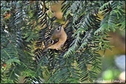 17th Sep 2019 - RK3_0420  And then I saw the goldcrest