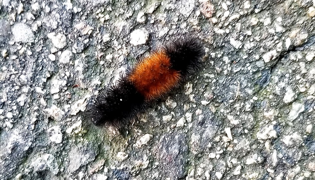 One Wooly Bear's Prediction For Winter. by meotzi