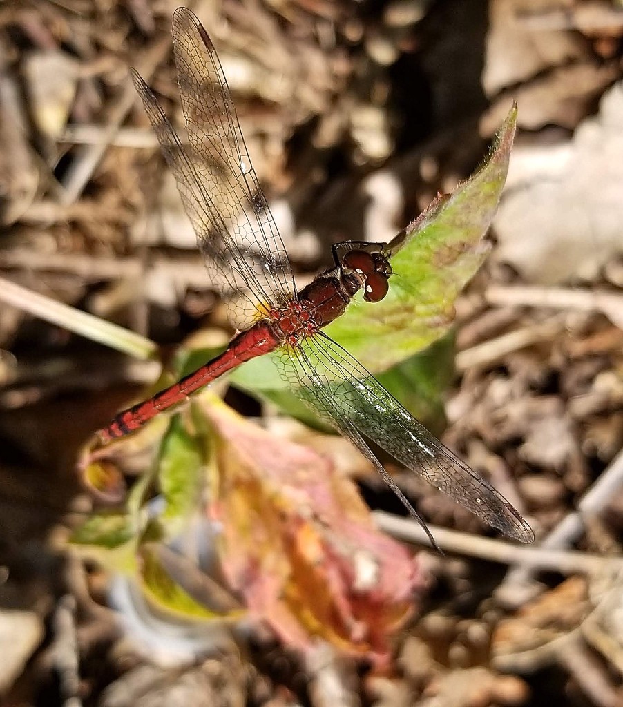 Autumn Meadowhawk by meotzi