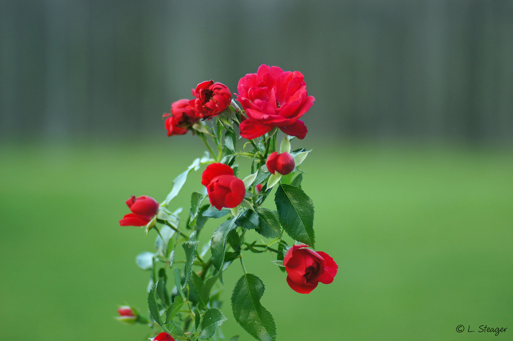 Red Rose Bouquet by larrysphotos