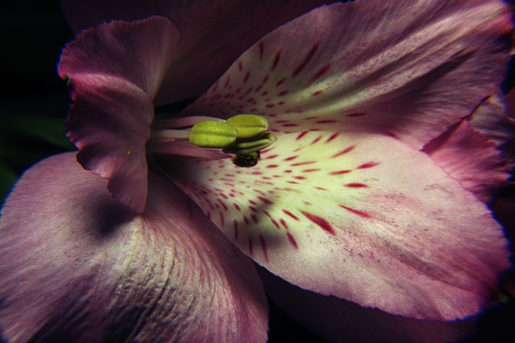 Day 260:  Birthday Lily by sheilalorson