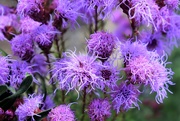 17th Sep 2019 - Purple Puff