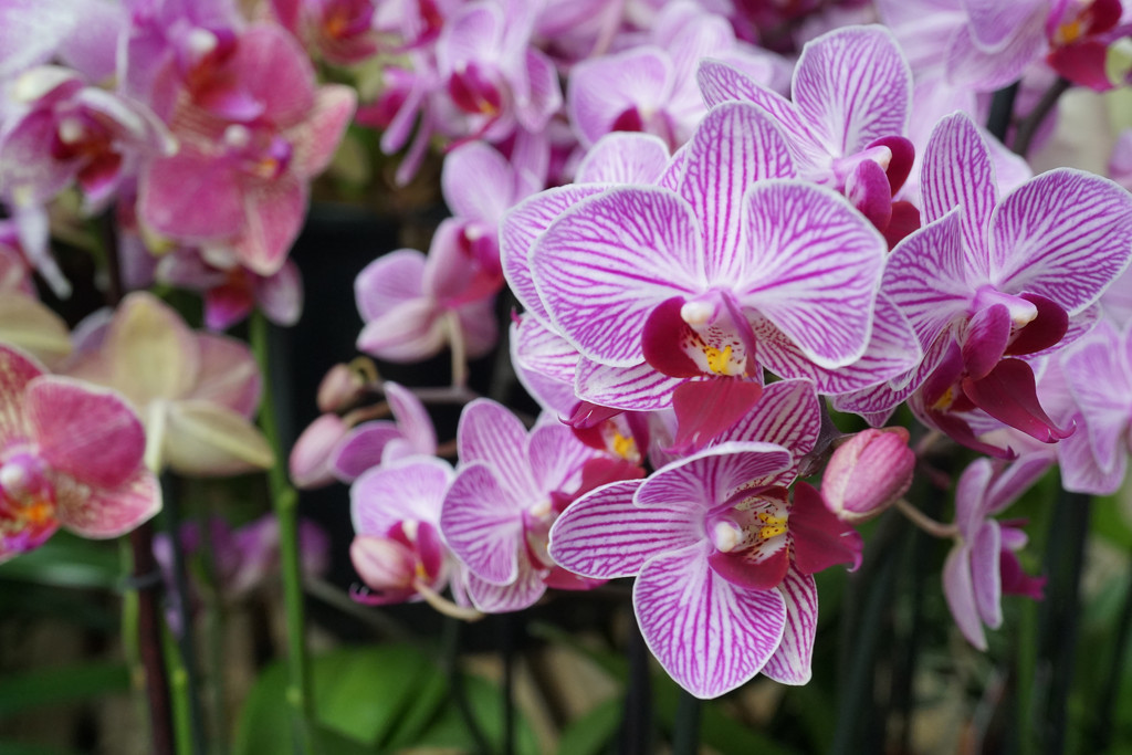 A parade of orchids by eudora