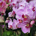 A parade of orchids by eudora