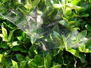 17th Sep 2019 - Spider Web in Bush