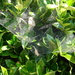 Spider Web in Bush by sfeldphotos