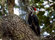 18th Sep 2019 - Pileated Woodpecker