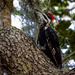 Pileated Woodpecker by photographycrazy