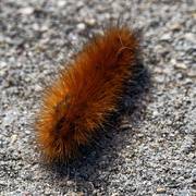17th Sep 2019 - woolly bear caterpillar