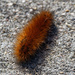 woolly bear caterpillar by rminer