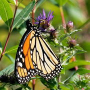17th Sep 2019 - monarch on aster