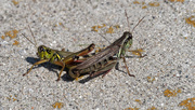 17th Sep 2019 - grasshoppers