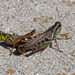grasshoppers by rminer
