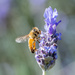 bee on lavender by yorkshirekiwi