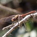 Dragonfly  by carole_sandford
