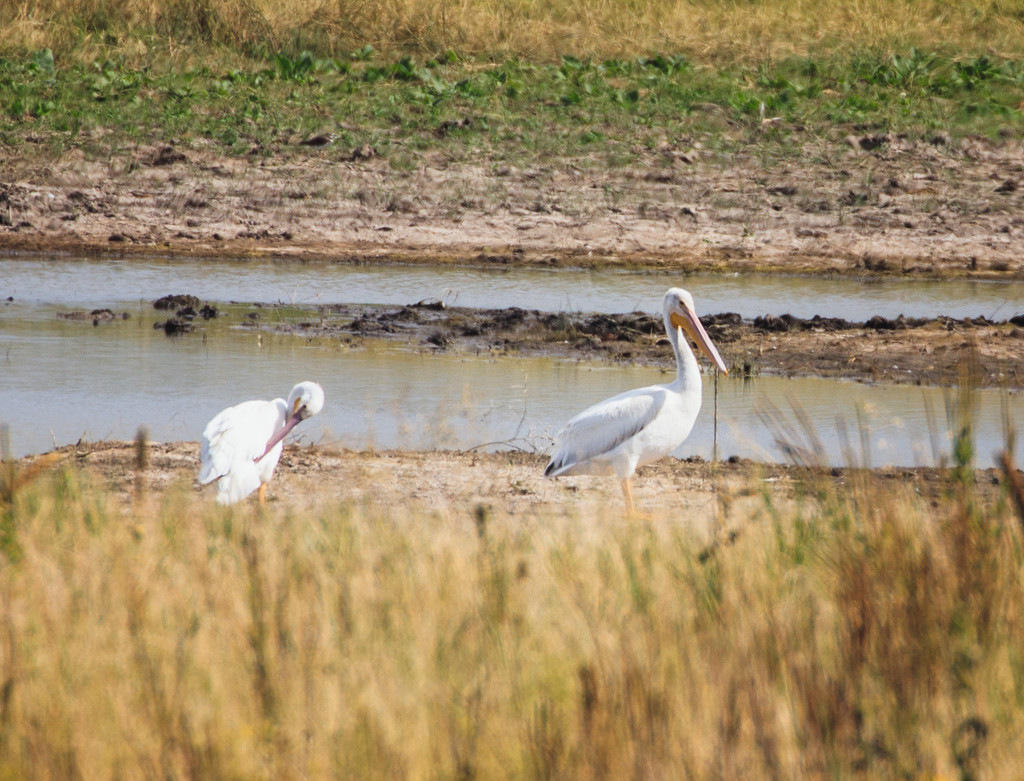 American White Pelican by aecasey