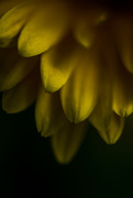17th Sep 2019 - Yellow Flower