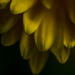 Yellow Flower by kwind