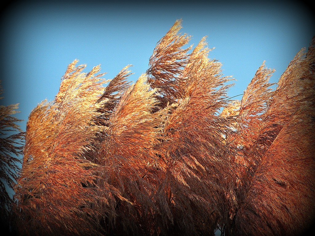 Pampas grass by etienne