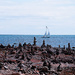 Cairns watch the boat sail by by joansmor