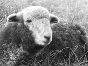 14th Sep 2019 - Lake District Sheep
